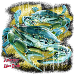 AMERICAN BLUE CRAB