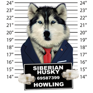 SIBERIAN HUSKY MUGSHOT