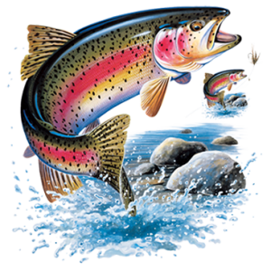 RAINBOW TROUT