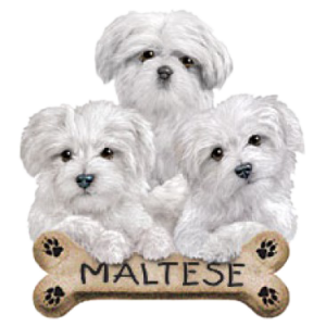 MALTESE PUPPIES   14