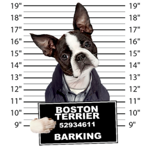 BOSTON TERRIER MUGSHOT                                      