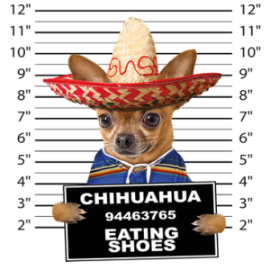 CHIHUAHUA MUGSHOT                                           