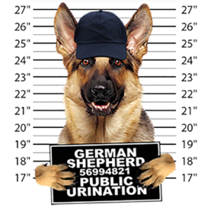 GERMAN SHEPHERD MUGSHOT