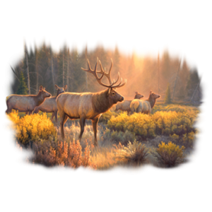 MORNING GLORY-ELK