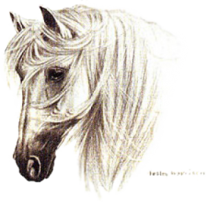 TRANKO-ANDALUSIAN HORSE  14