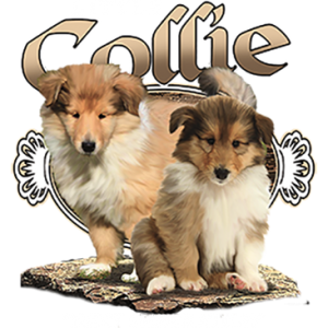LITTLE COLLIE NEXT GENERATION