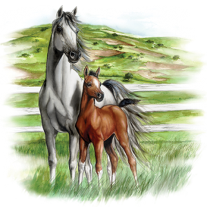 WHITE & BROWN HORSES (Y)