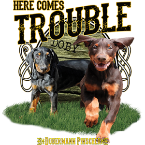 HERE COMES TROUBLE DOBERMAN