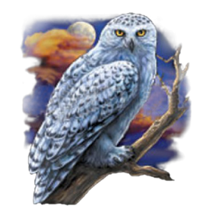 WHITE SPOTTED OWL    13