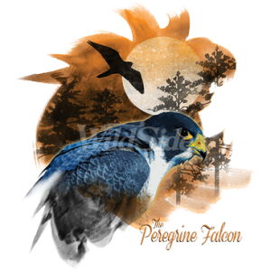 BIRDS OF PREY PEREGRIN FALCON