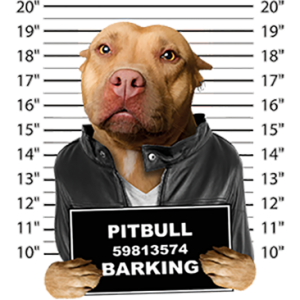 Black Pitbull Dog HEAT PRESS TRANSFER for T Shirt Tote Sweatshirt Fabric #891a 